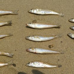 キス釣り　サイズがイマイチ