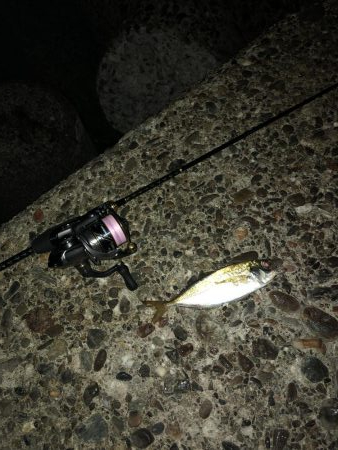 梅雨の晴れ間アジング