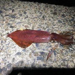 久しぶりの釣行  ケンサキ狙い