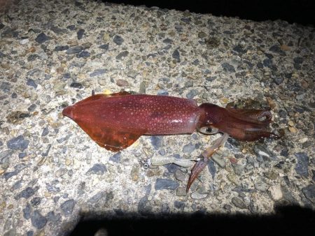 久しぶりの釣行  ケンサキ狙い