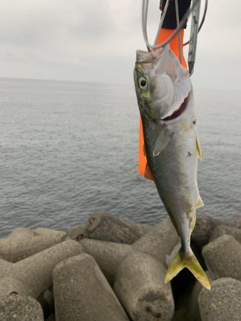 出勤前のツバス