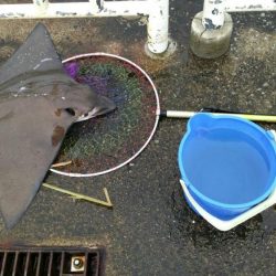 南港魚つり園護岸でモンスター