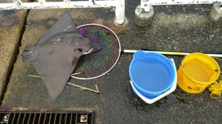 南港魚つり園護岸でモンスター