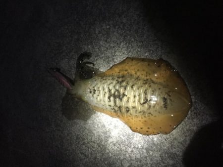 会社の仲間とルアーフィッシング