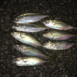 久々のシーバス