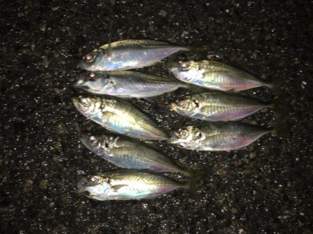 久々のシーバス