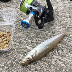 橋津港内チョイ投げ