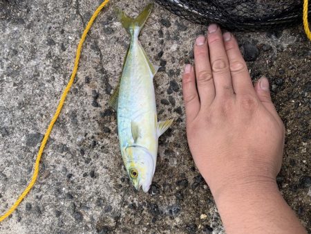 仮屋 都志港 洲本港 釣行