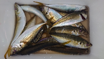 好調！三重のアジング