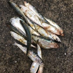 ファミリーフィッシング