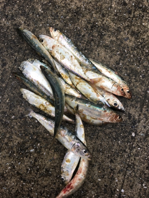 ファミリーフィッシング