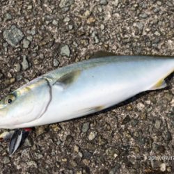 モジャコからツバスへ