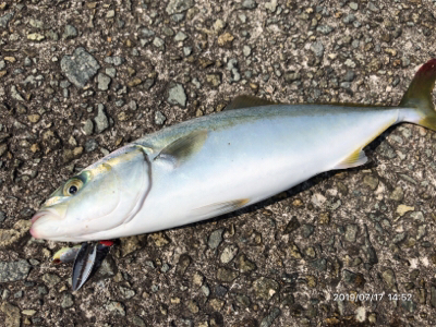 モジャコからツバスへ