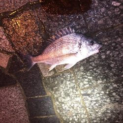 雨上がりのチニング