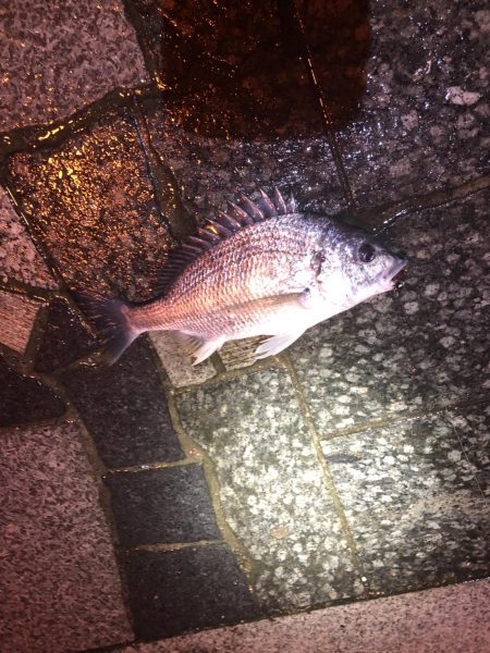 雨上がりのチニング