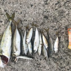 サバアジハマチ