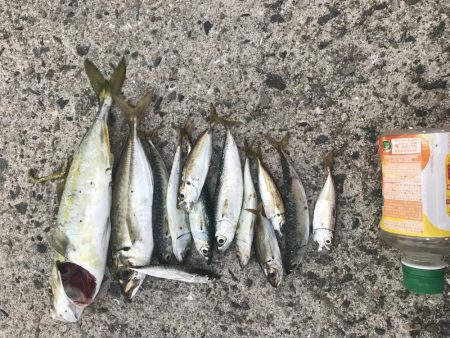 サバアジハマチ