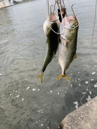 もう少しでハマチ？