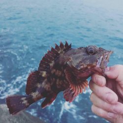 シーバスどこへ…