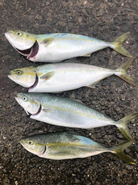 初ツバス、アナゴ