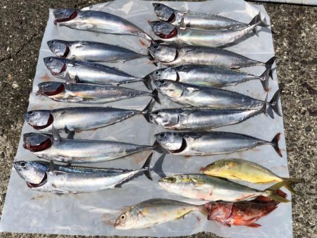 夏日真近。陸っぱりでカツオ爆釣