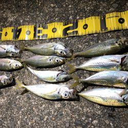 癒しのアジング