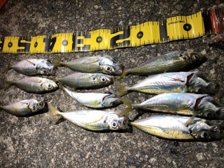 癒しのアジング