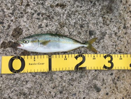 青物狙いのライトショアジギング