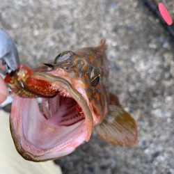 ロックフィッシュ