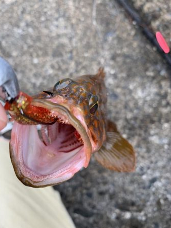 ロックフィッシュ