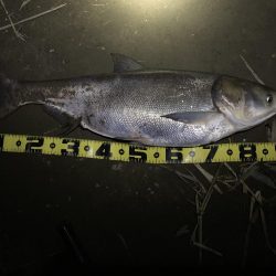 ランカーシーバスかと思ったら怪魚