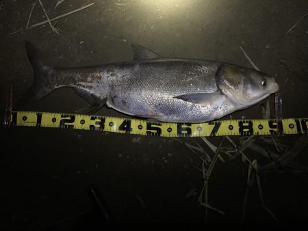 ランカーシーバスかと思ったら怪魚