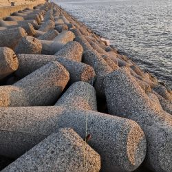 タコシーズン調査