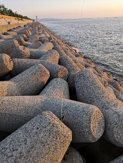 タコシーズン調査