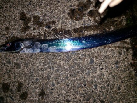 太刀魚連日釣れますが細いのばかり
