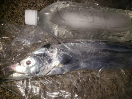 太刀魚何とか釣れました