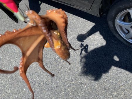 まだまだタコ！