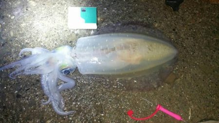 アオリイカまだまだ