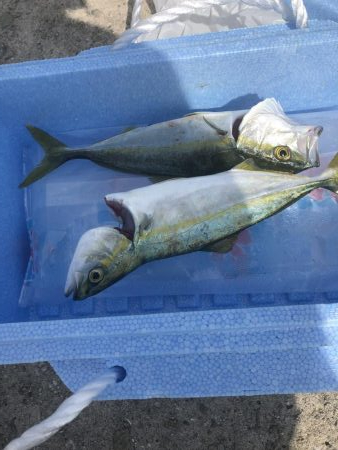 午後からショアジギング