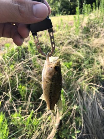 久しぶりのバス釣り