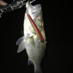 シーバスとマゴチ