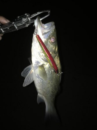 シーバスとマゴチ