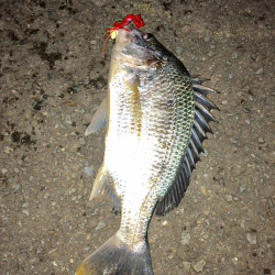 スーパーライトチニング‼️