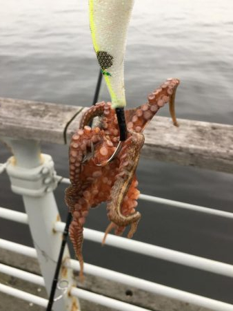 オクトパッシング