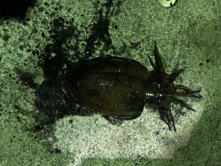 夏アオリを求めて…