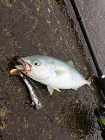 夏のスーパーライトショアジギングSLS