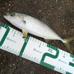 ツバスは安定の高活性