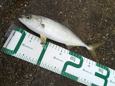 ツバスは安定の高活性