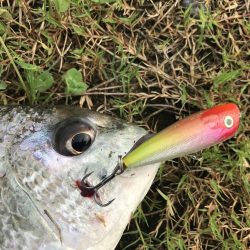 チヌトップゲームおもしろい