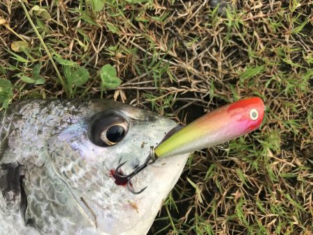 チヌトップゲームおもしろい